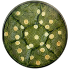 Matcha Strawberry Cookies